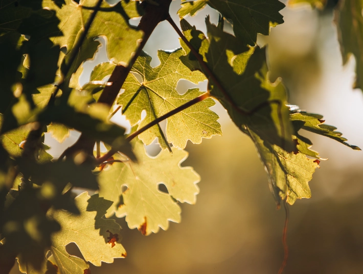 Feuilles de vigne