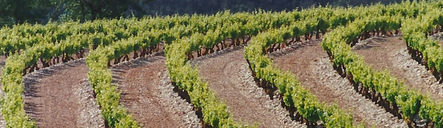 Vignes plantées sur des défriches de garrigue