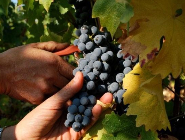 Vendanges Manuelles