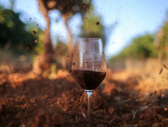 Verre de vin dans nos vignes
